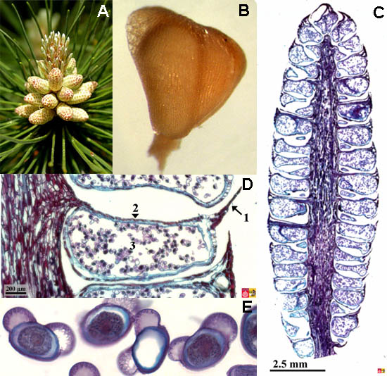 Male strobilus, scale and pollen of pine