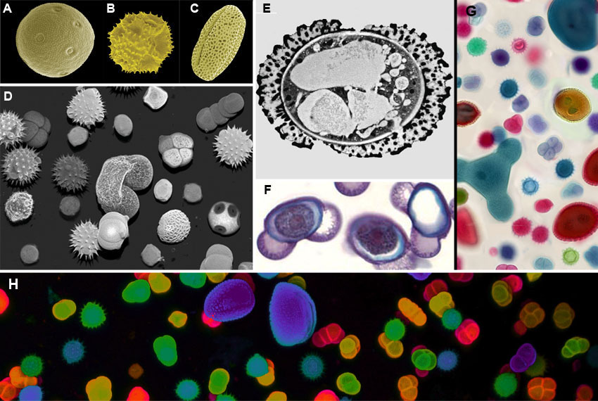 Pollen morphology