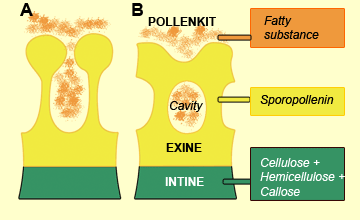 Pollen wall