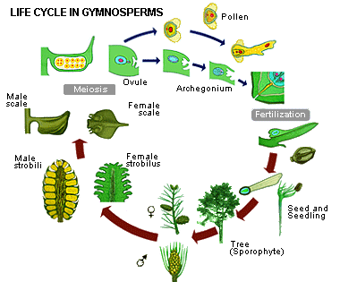 Images of life stage in Gymnosperms