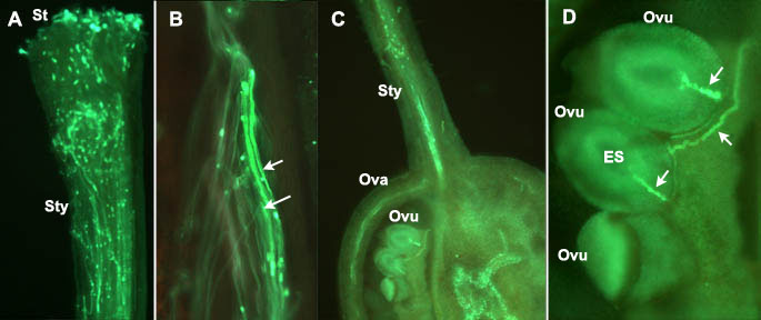 Fluorescentie microscopie van de groei van pollenbuizen door de stamper, in tomaat