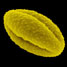 SEM photograph of Mugwort pollen