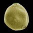 SEM foto van Ruwe Berk pollen