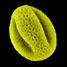 SEM photograph of White Willow pollen