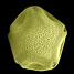 SEM photograph of Common Alder pollen