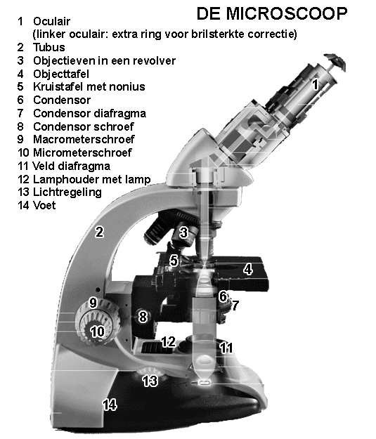 Practicum microscoop