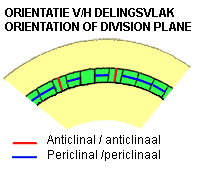Anticlinal and periclinal divisions