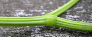 Stem