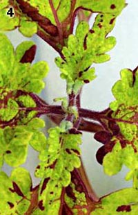 Coleus upper view