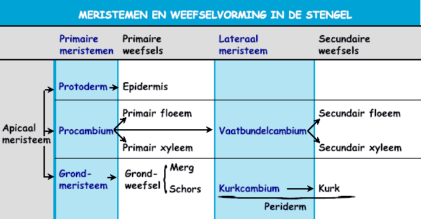 Meristemen en weefselvorming stengel