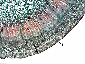 Ricinus old stem cross section