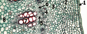 Ricinus cambium young stem cross section