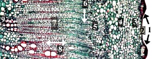 Ricinus cambium old stem cross section