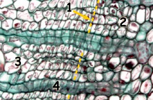 Ricinus detail cambium old stem cross section