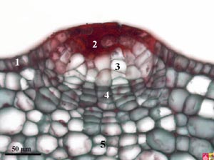 Formation of lenticel in ricinus