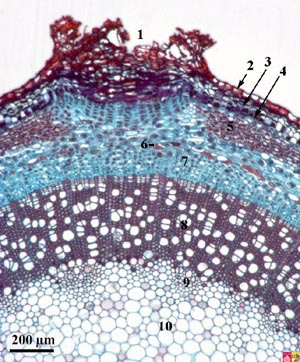 Early development cork formation in the cortex of elderberry