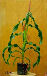 Maize plant