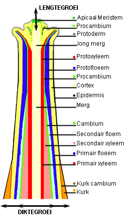 Weefseltypen in een lengtedoorsnede van een tweezaadlobbige plant