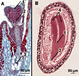 labeling primary growth structures ground tissue