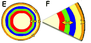 thickening growth and cork formation diagram in stems