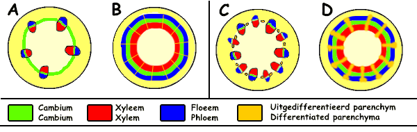 Diktegroei schema in stengels