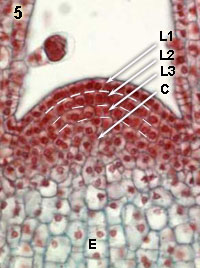 meristematic cells in the shoot of coleus