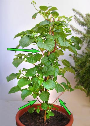 Bouw bovengrondse delen van een plant