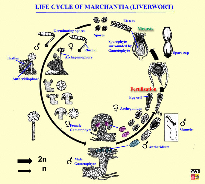 Life cycle of Marchantia (Hepatophyta, Liverwort)