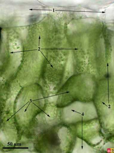 Palisade and sponge parenchyma in Petunia