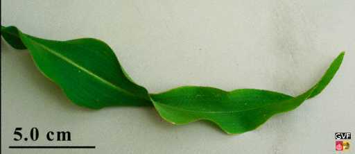 maize leaf