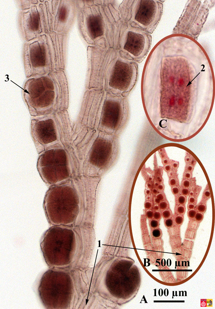 Красные водоросли клетки. Полисифония водоросль. Polysiphonia Fucoides. Тетраспоры полисифонии. Красные водоросли полисифония.
