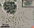 PL0015_685zCyanophyceaIV.5.Prokaryote