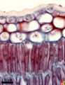 Section of the upper tissue layers