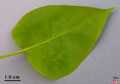 Lower side leaf