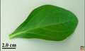 Upper side leaf